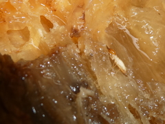 Coptotermes testaceus