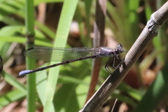 Argia tonto