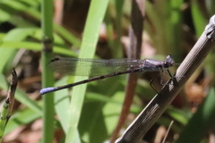 Argia tonto