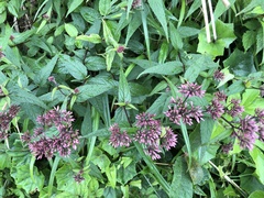 Eupatorium shimadae