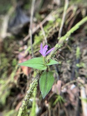 Triphora surinamensis