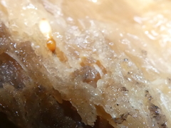 Coptotermes testaceus