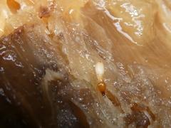 Coptotermes testaceus