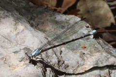Argia tonto