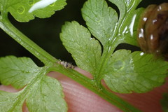 Entomobrya triangularis