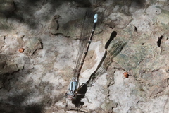 Argia tonto