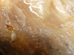 Coptotermes testaceus