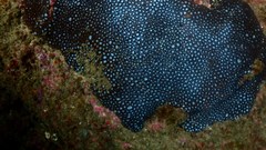 Plesiastrea versipora