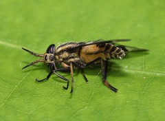 Chrysops callidus