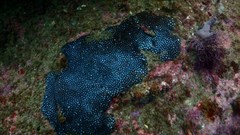 Plesiastrea versipora