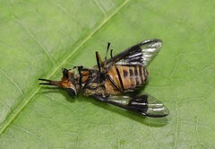 Chrysops callidus