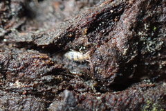Entomobrya triangularis