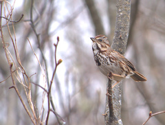 Melospiza melodia image