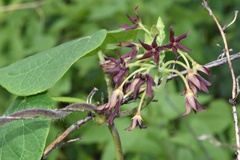 Matelea hirtelliflora