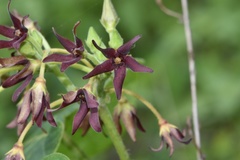 Matelea hirtelliflora