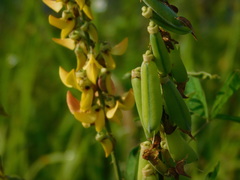 Crotalaria trichotoma
