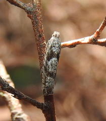 Pseudexentera vaccinii