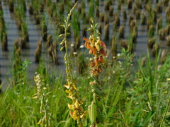 Crotalaria trichotoma