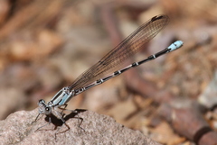 Argia tonto