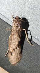 Graphosia stenopepla