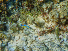 Chrysiptera leucopoma