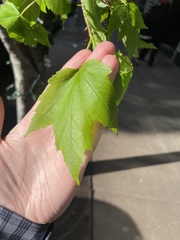 Acer rubrum