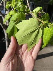 Acer rubrum