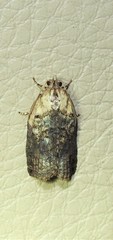 Cryptoptila australana
