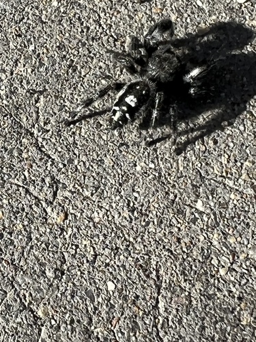 Bold Jumping Spider photographed in Colorado