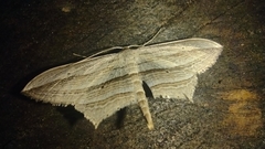 Arcobara multilineata