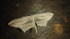 Arcobara multilineata