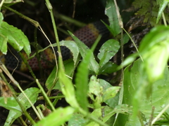 Micrurus mosquitensis