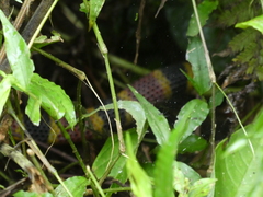 Micrurus mosquitensis