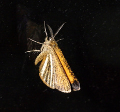 Isturgia limbaria