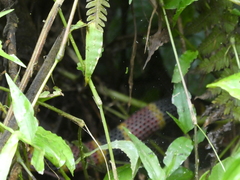 Micrurus mosquitensis