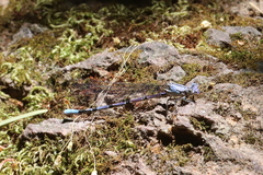Argia tonto