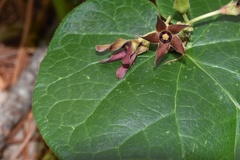 Matelea hirtelliflora