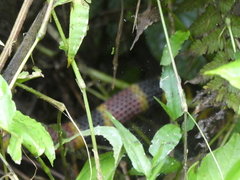 Micrurus mosquitensis