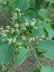 Euonymus hamiltonianus