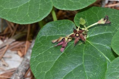Matelea hirtelliflora