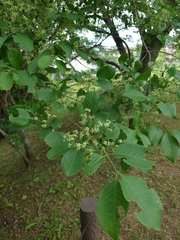 Euonymus hamiltonianus