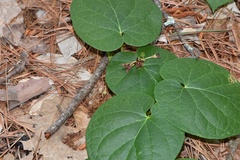 Matelea hirtelliflora