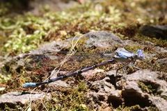 Argia tonto