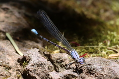 Argia tonto