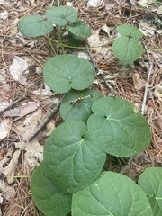 Matelea hirtelliflora