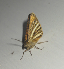 Isturgia limbaria