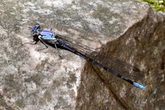 Argia tonto