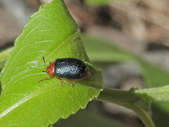 Plagiodera arizonae