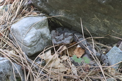 Crotalus lepidus klauberi