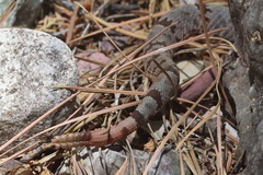 Crotalus lepidus klauberi